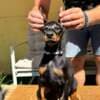 Doberman puppies for sale photo 6