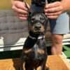 Doberman puppies for sale photo 7