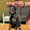 Doberman puppies for sale photo 8