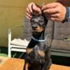 Doberman puppies for sale photo 9