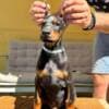 Doberman puppies for sale photo 10