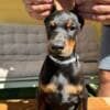 Doberman puppies for sale photo 12