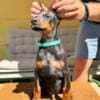 Doberman puppies for sale photo 13