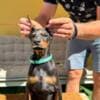 Doberman puppies for sale photo 14