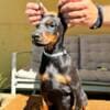 Doberman puppies for sale photo 15