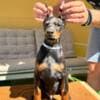 Doberman puppies for sale photo 16
