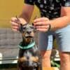 Doberman puppies for sale photo 18