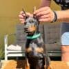 Doberman puppies for sale photo 19