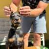 Doberman puppies for sale photo 20