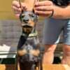 Doberman puppies for sale photo 22