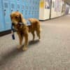 Service Dog School of America photo 3