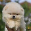 Pomeranian Spitz puppies photo 3