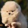 Pomeranian Spitz puppies photo 6