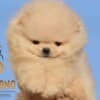 Pomeranian Spitz puppies photo 7