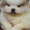 Pomeranian Spitz puppies photo 10