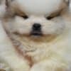 Pomeranian Spitz puppies photo 12
