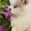 Pomeranian Spitz puppies photo 13