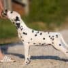 Dalmatian puppies for sale photo 1