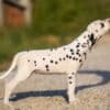 Dalmatian puppies for sale photo 2