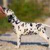 Dalmatian puppies for sale photo 3