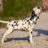 Dalmatian puppies for sale photo 4