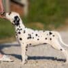 Dalmatian puppies for sale photo 5