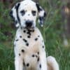 Dalmatian puppies for sale photo 6
