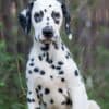 Dalmatian puppies for sale photo 7