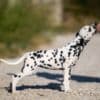 Dalmatian puppies for sale photo 8