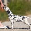 Dalmatian puppies for sale photo 9