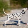 Dalmatian puppies for sale photo 11
