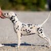 Dalmatian puppies for sale photo 12