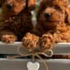 Toy and Mini Poodle Puppies photo 1