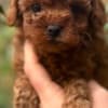 Toy and Mini Poodle Puppies photo 2
