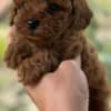 Toy and Mini Poodle Puppies photo 4