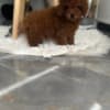 Toy and Mini Poodle Puppies photo 5