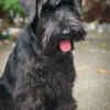 Black Miniature Schnauzer Puppies photo 1