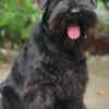 Black Miniature Schnauzer Puppies photo 2
