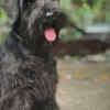 Black Miniature Schnauzer Puppies photo 3
