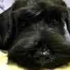 Black Miniature Schnauzer Puppies photo 4