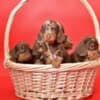 Dachshund puppies for sale photo 1