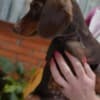 Dachshund puppies for sale photo 2
