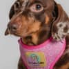 Dachshund puppies for sale photo 3