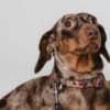 Dachshund puppies for sale photo 4
