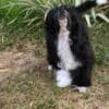 Chinese Crested Dog – Puppies photo 1