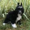 Chinese Crested Dog – Puppies photo 2