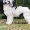 Chinese Crested Dog – Puppies photo 4