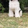 Chinese Crested Dog – Puppies photo 7