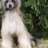 Chinese Crested Dog – Puppies photo 9