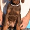 Doberman photo 3